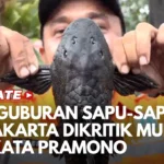 maxresdefaultPENGURHAPSUASODIKASKKKDIAPORNAOMO2026