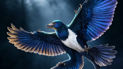 Life reconstruction of Norellraptor barsboldi. Image credit: Zhao Chuang.