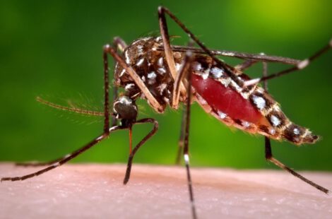 This 2006 photo provided by the Centers for Disease Control and Prevention shows a female Aedes aegypti mosquito in the process of acquiring a blood meal from a human host. (James Gathany/Centers for Disease Control and Prevention via AP, File)