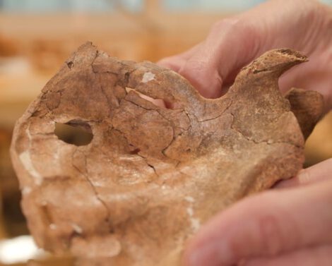 The left shoulder blade revealed three fractures spreading out from the 1.5cm-wide hole and fragments of bone that filled the wound. Photograph: University of Cambridge