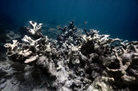 A large patch of severely bleached elkhorn coral in Biscayne National Park, Florida. © Pete Wintersteen / National Parks Service