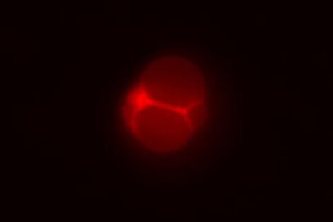 A chemically defined growing and dividing SpudCell.Credit...Kate Adamala