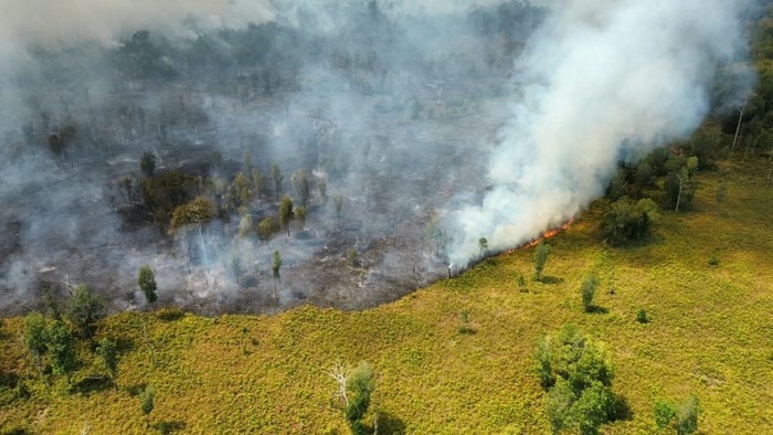 Berdasarkan data SiPongi Kementerian Kehutanan (Kemenhut) hingga Kamis (15/10/2026) pukul 21.00 WIB, titik panas karhutla (hotspot) di enam provinsi prioritas mencapai 615 titik. Sebanyak 389 di antaranya berlokasi di Kalimantan Tengah, naik dari 130 titik pada sehari sebelumnya. Foto: 1.200 Hektare TN Tanjung Puting terbakar. (Dok TNTP)